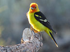 western tanager small graphic